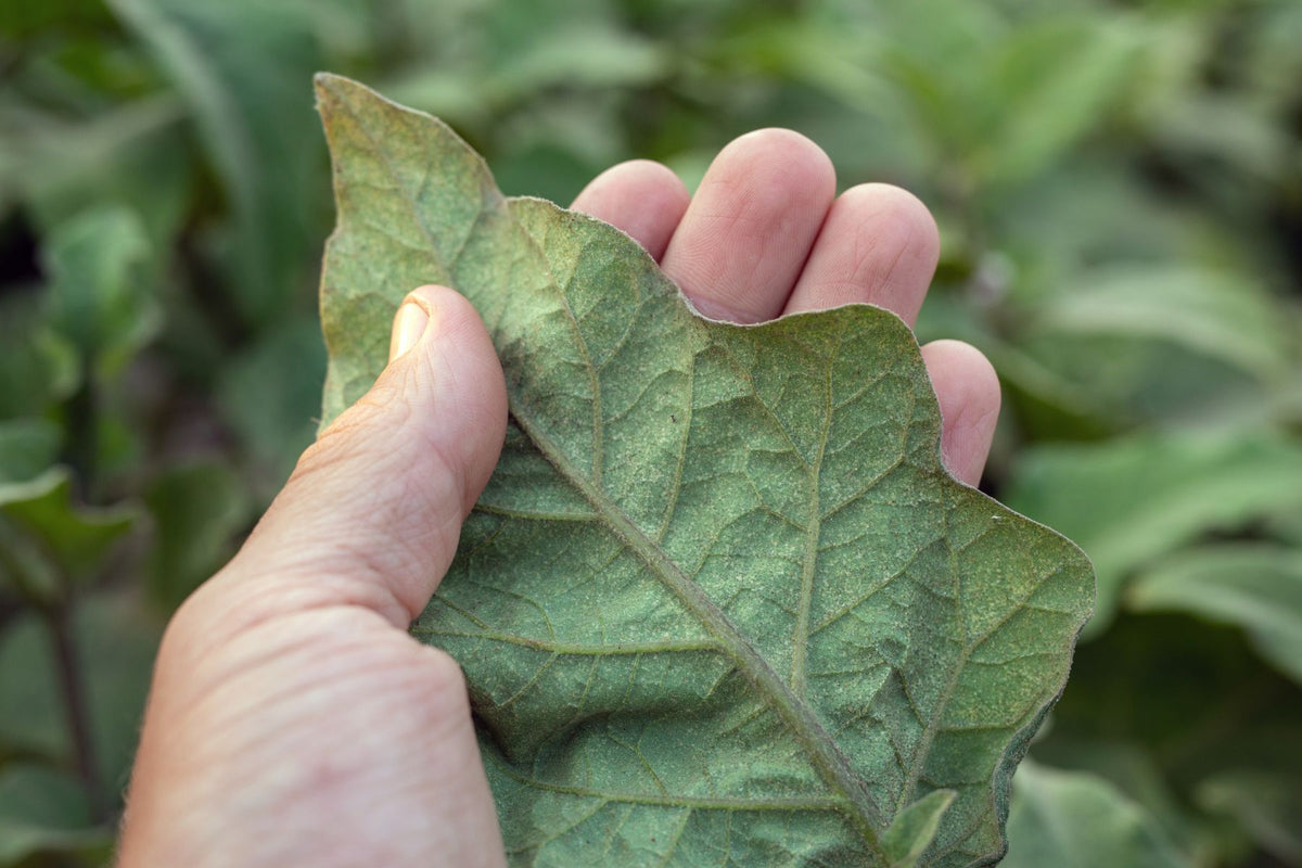 Gardener inspecting a leaf underside for tiny plant pests