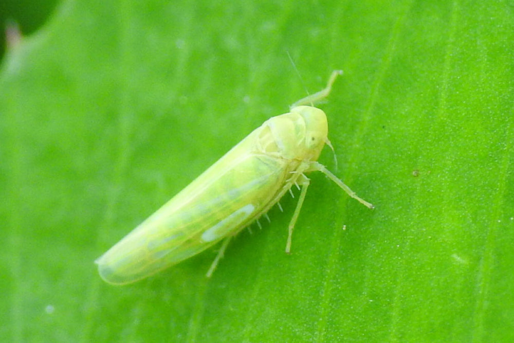 Leafhopper on raspberry foliage