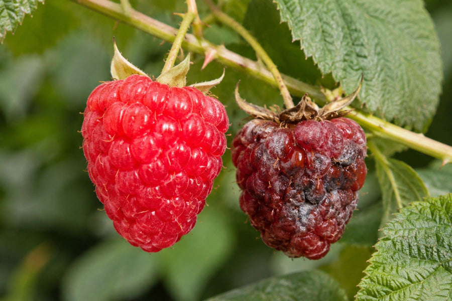 Healthy and damaged raspberry berries