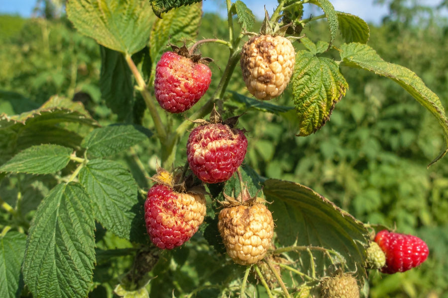 Raspberry fruit showing sun or weather injury