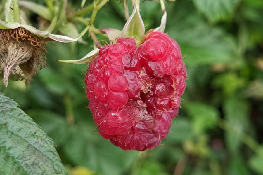 Physical damage on raspberry fruit
