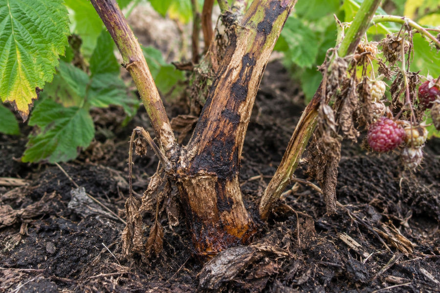 Raspberry cane or crown disease symptom