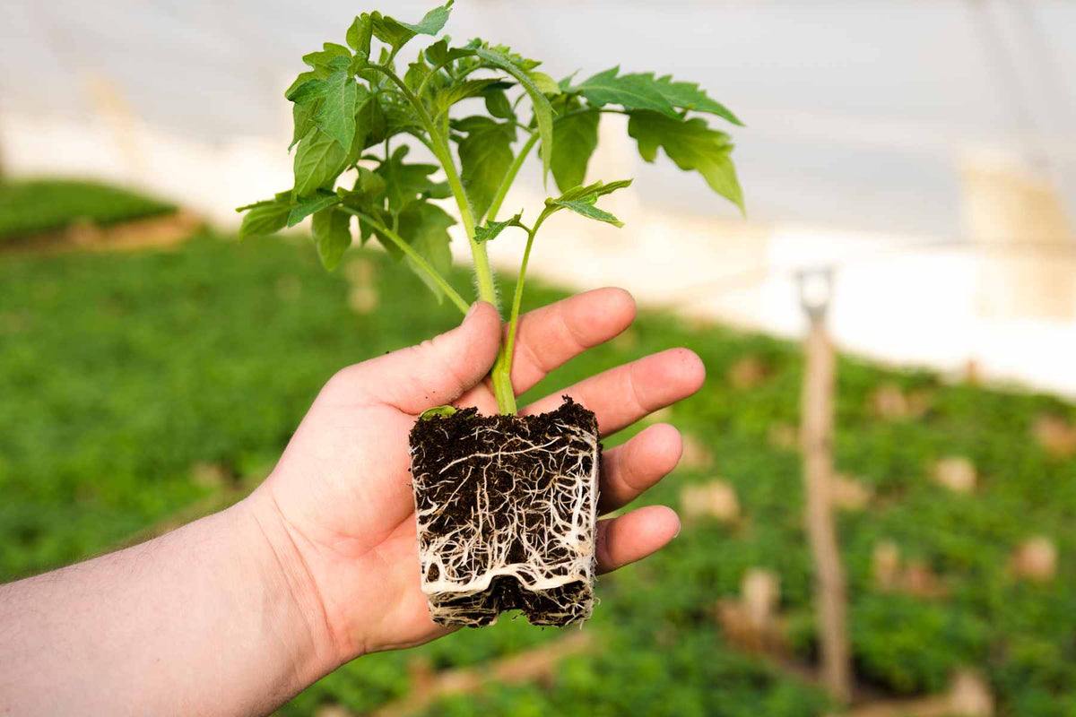 Root-zone or plant inspection showing a potted plant and its roots
