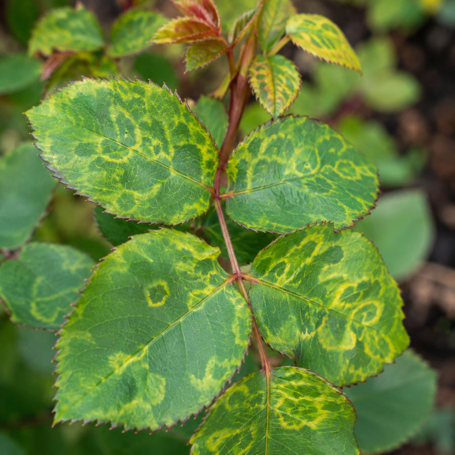 Rose mosaic symptoms with yellow rings, lines, or bands