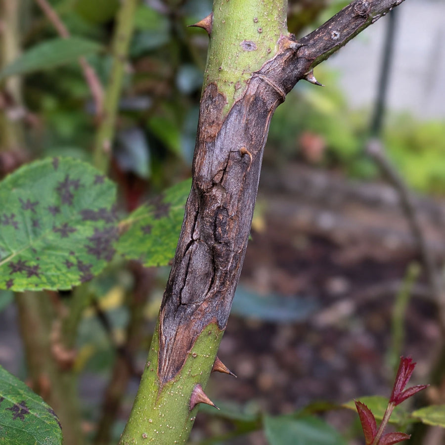 Dark enlarging rose cane lesion with dieback above it