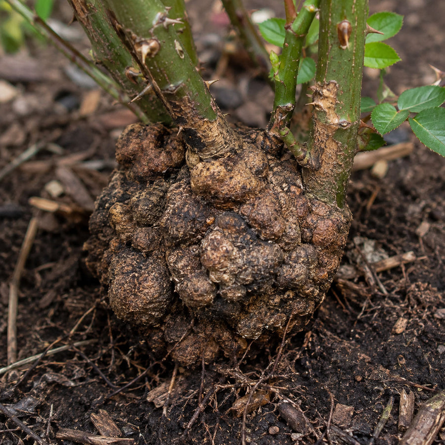Large crown gall growth at the rose crown, roots, or cane base