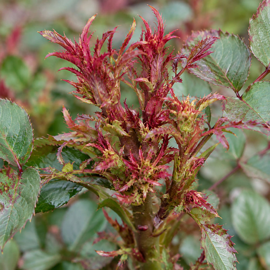 Rose rosette symptoms with witch's broom, excess thorns, or abnormal red growth