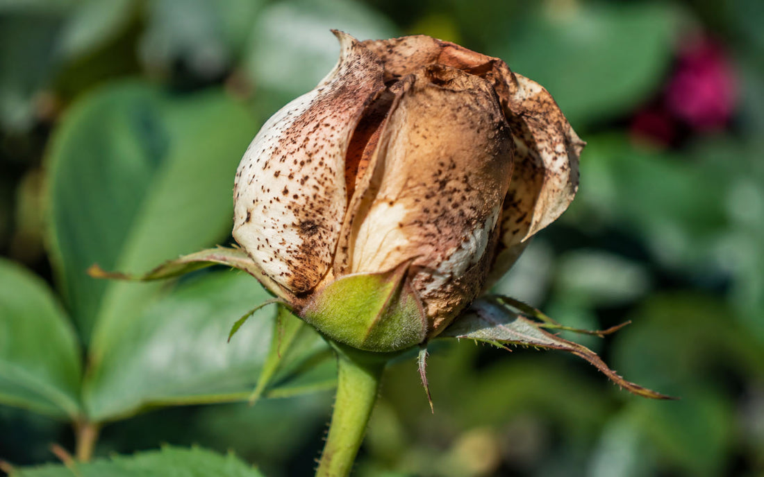Rose bud that failed to open because of Botrytis damage
