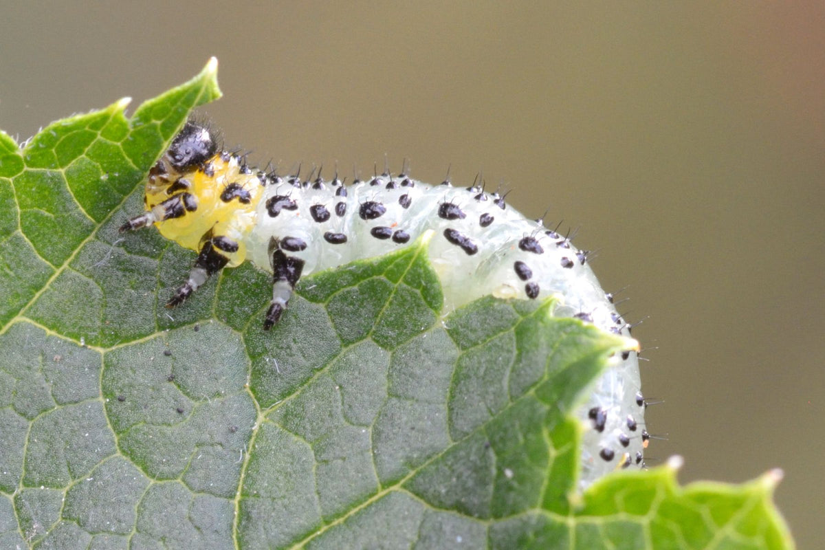 Roseslug sawfly larva on the underside of a skeletonized rose leaf