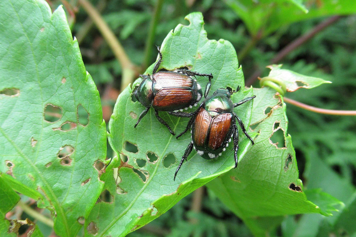 Hard-bodied beetle chewing rose petals or leaf edges