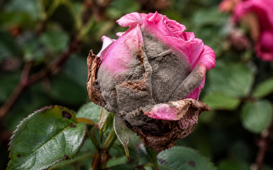 Gray Botrytis growth on rose petals or damaged tissue