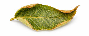 How to get rid of russet mites