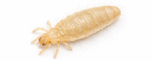 russet mite