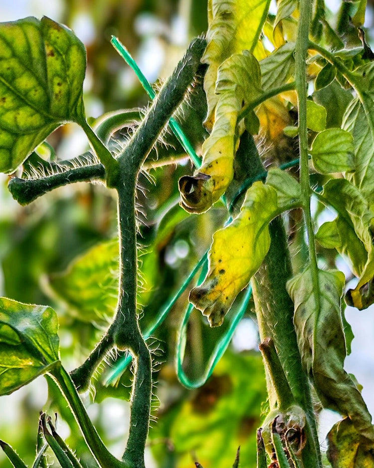 How to get rid of russet mites