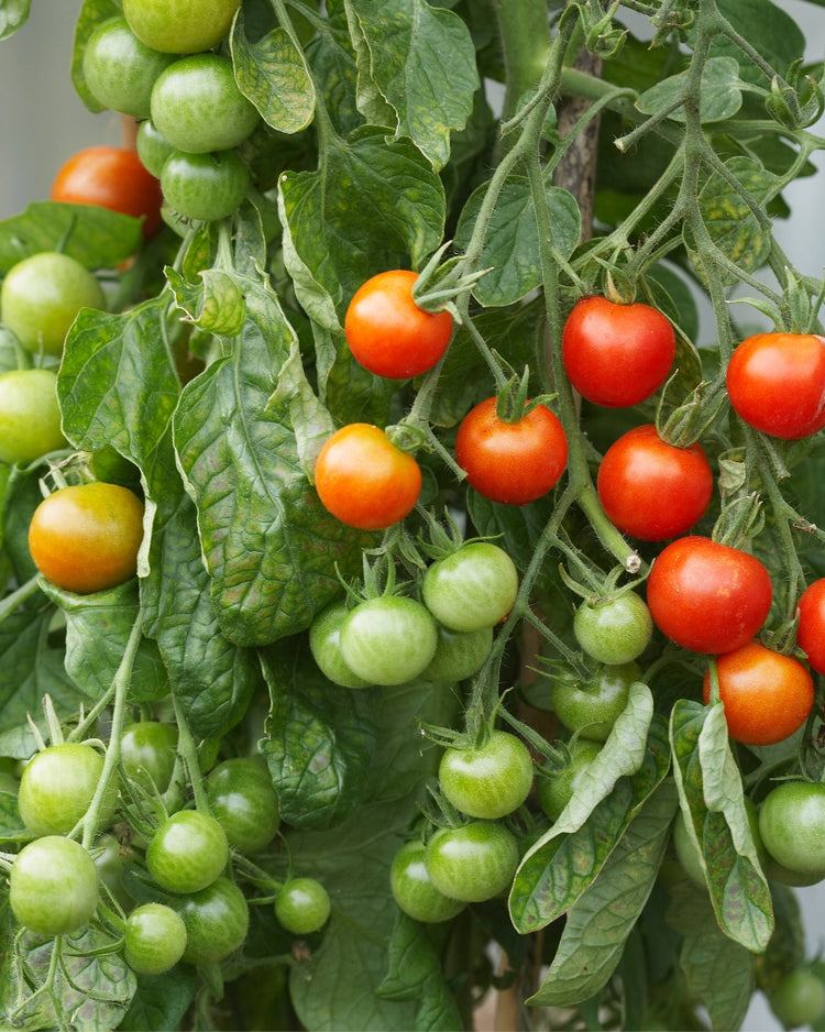How to get rid of russet mites