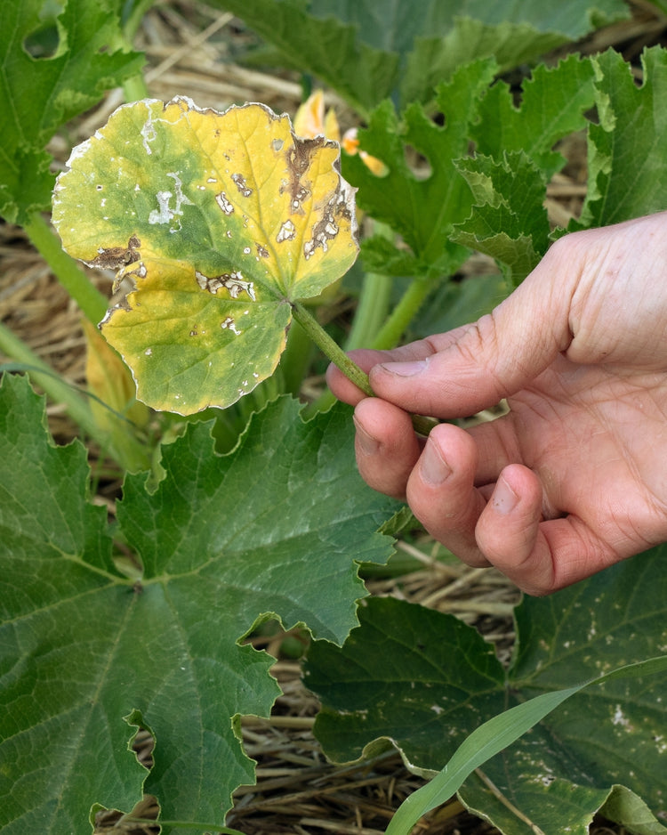 How to get rid of russet mites