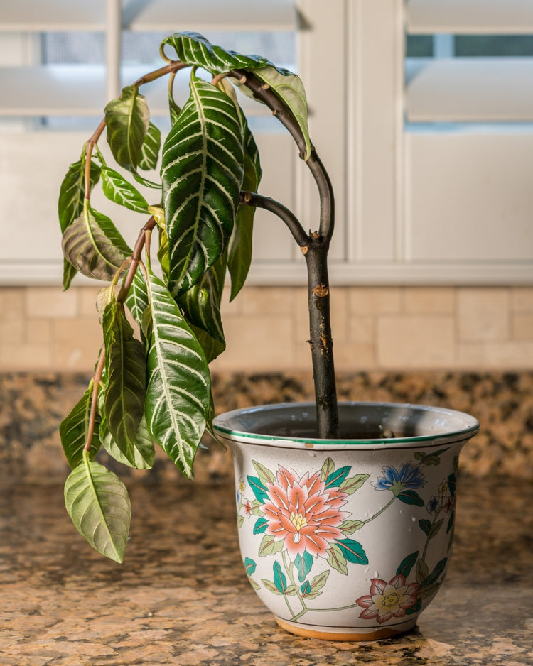 How to get rid of russet mites