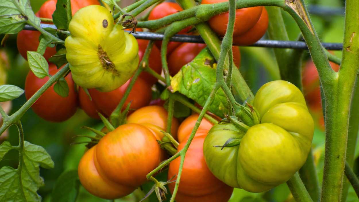 How to get rid of russet mites