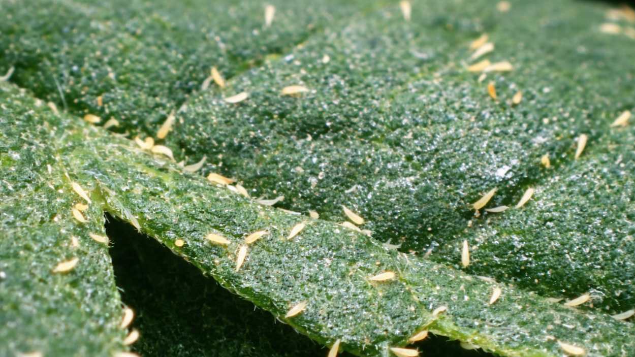 How to get rid of russet mites