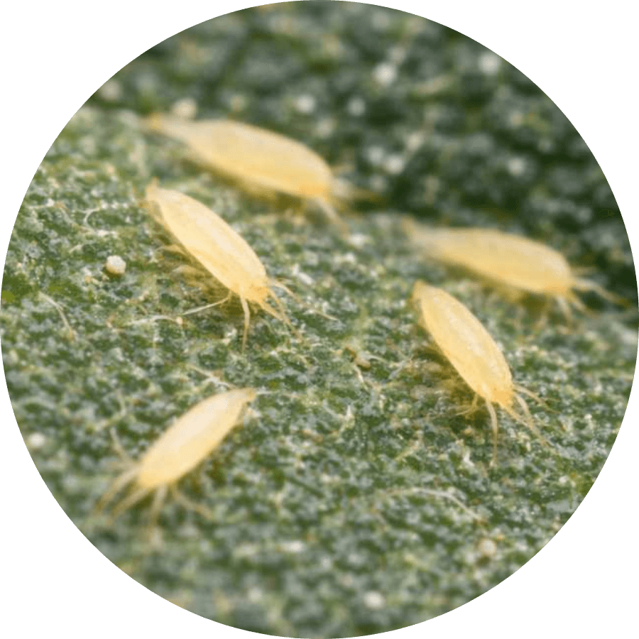 Russet mite damage on a plant, get rid of russet mites
