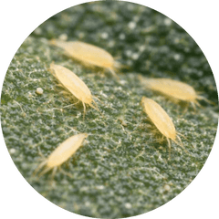 Russet mites