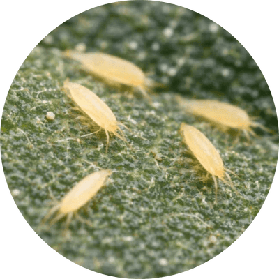 Russet mite damage on a plant