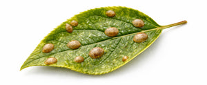 scale insects damage