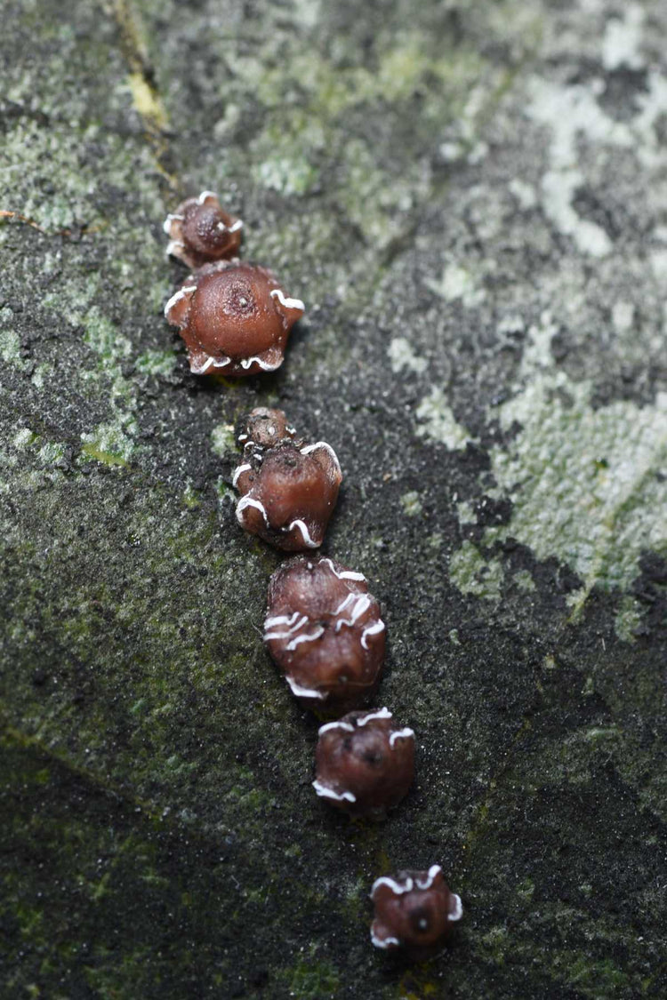 How to get rid of scale insects