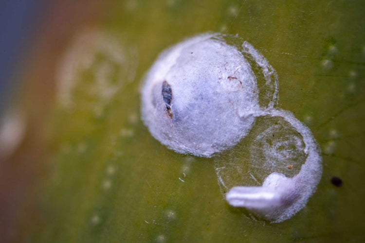 How to get rid of scale insects