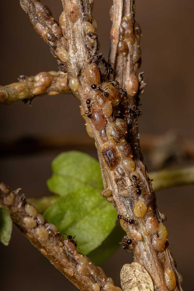 How to get rid of scale insects