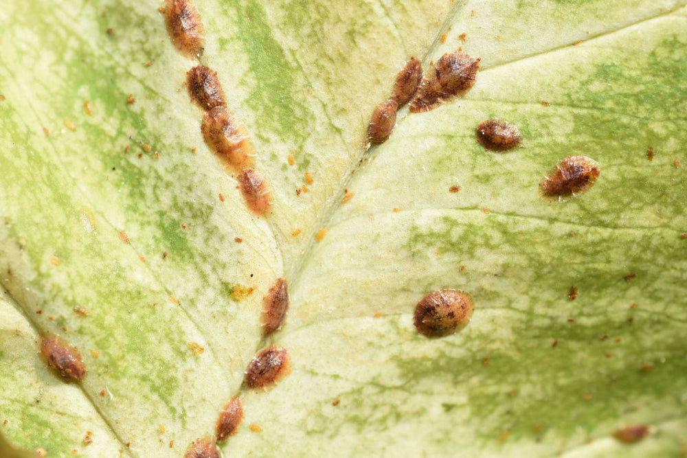 Scale insects attached to plant stems