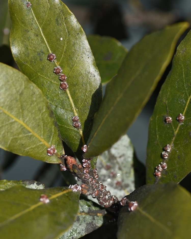 How to get rid of scale insects