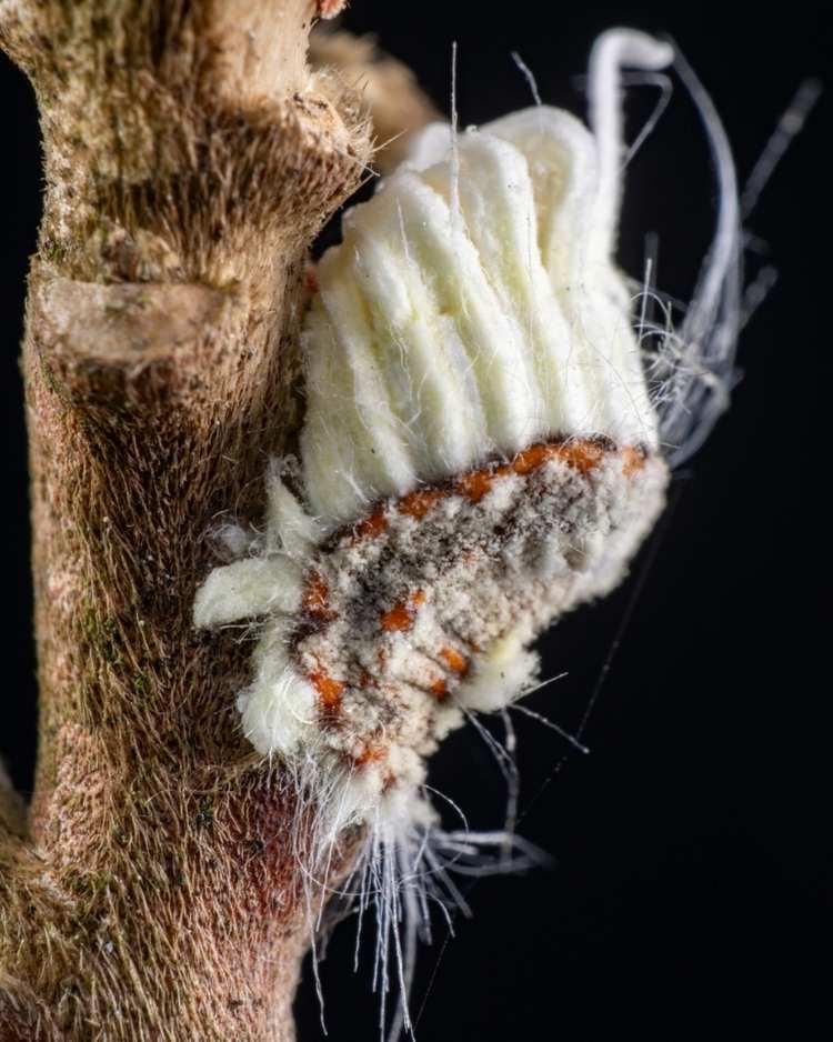 How to get rid of scale insects