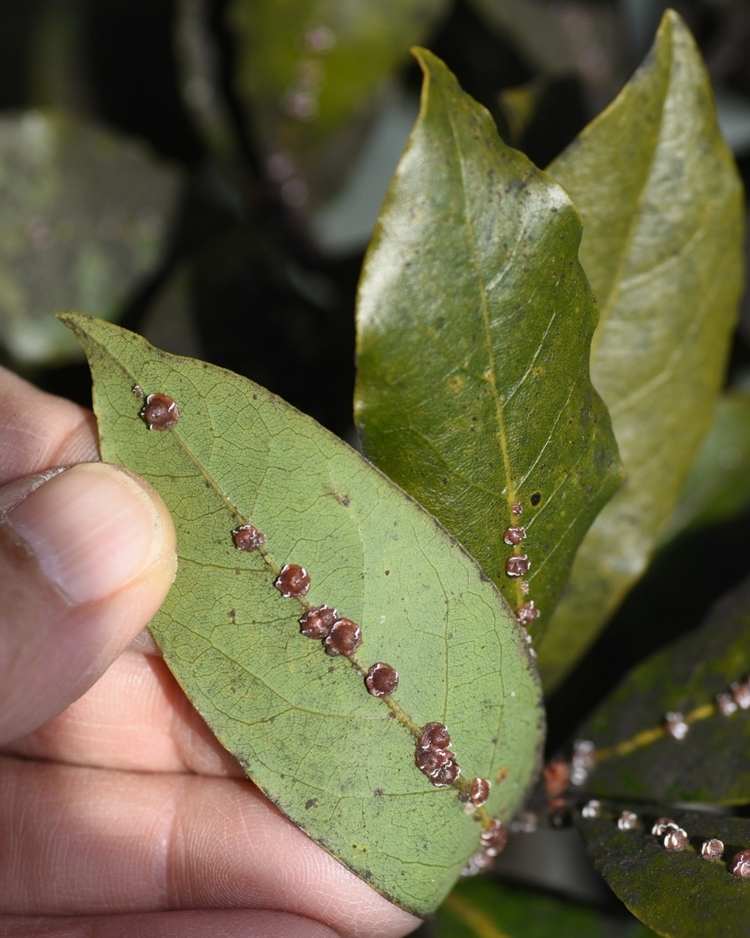 How to get rid of scale insects