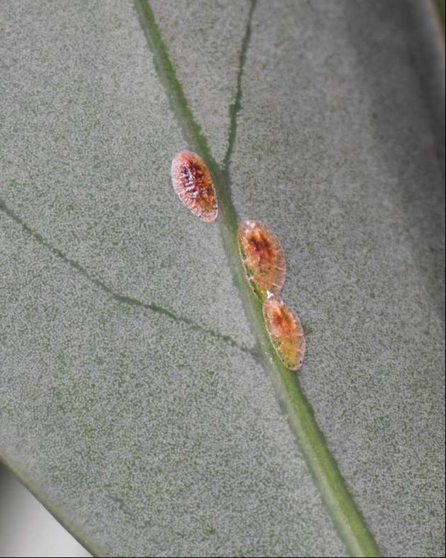 How to get rid of scale insects