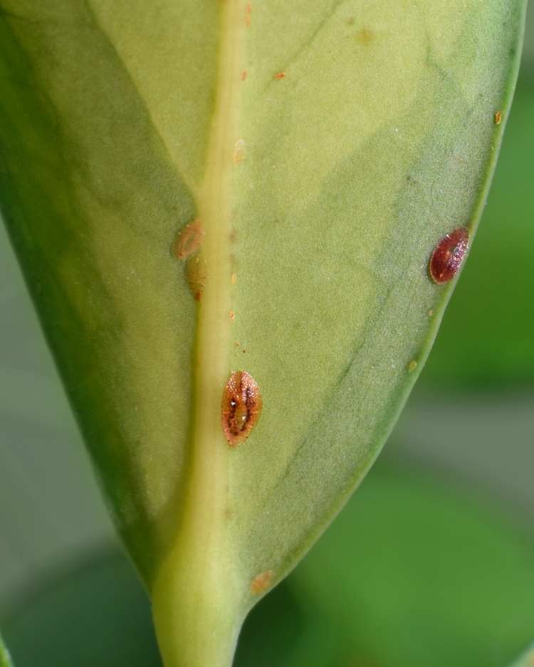 Scale insects on greenhouse plant stems and leaf veins