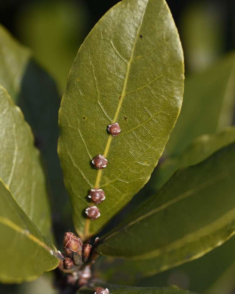 How to get rid of scale insects
