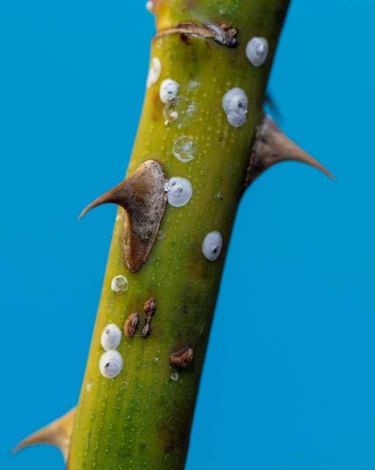 How to get rid of scale insects