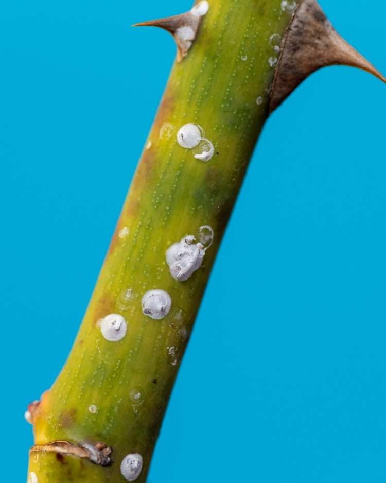 How to get rid of scale insects