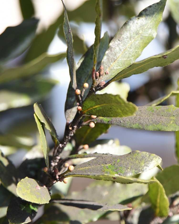 How to get rid of scale insects