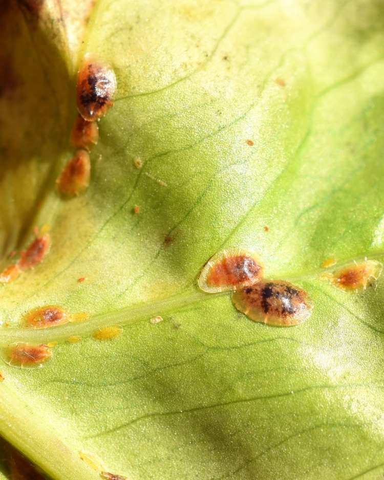 Attached scale insects on citrus rind