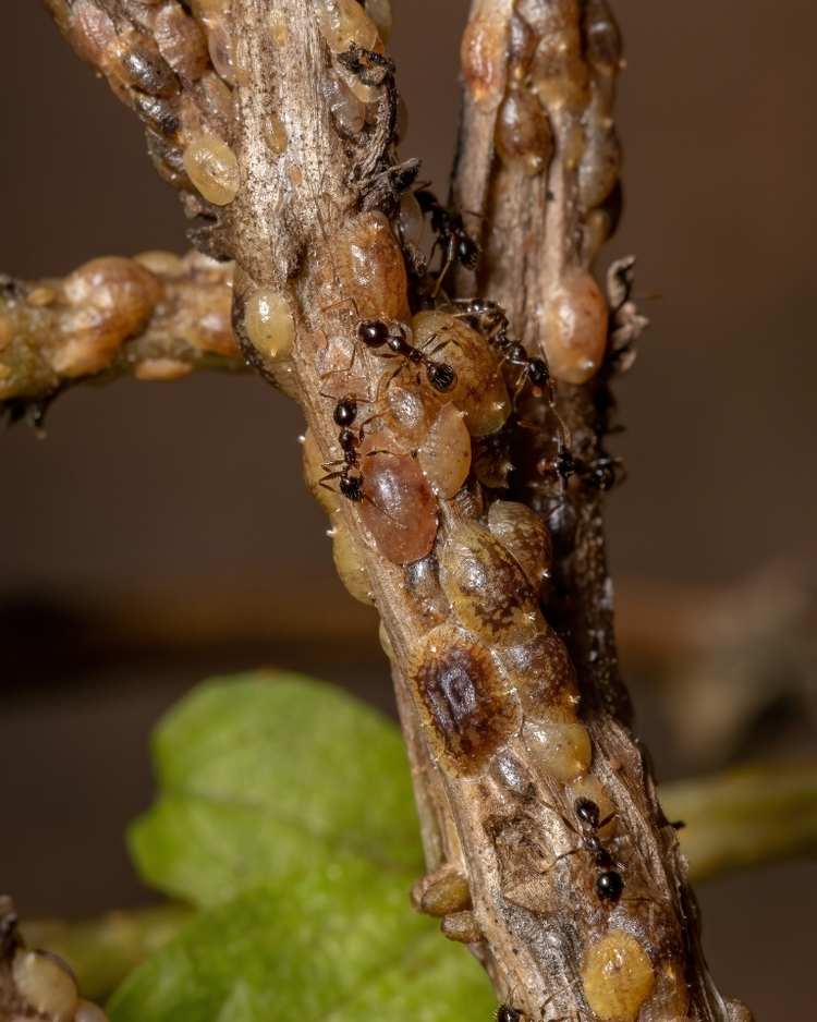 Scale on citrus