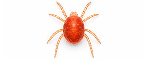 spider mite