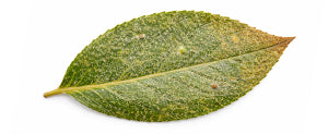 spider mite damage