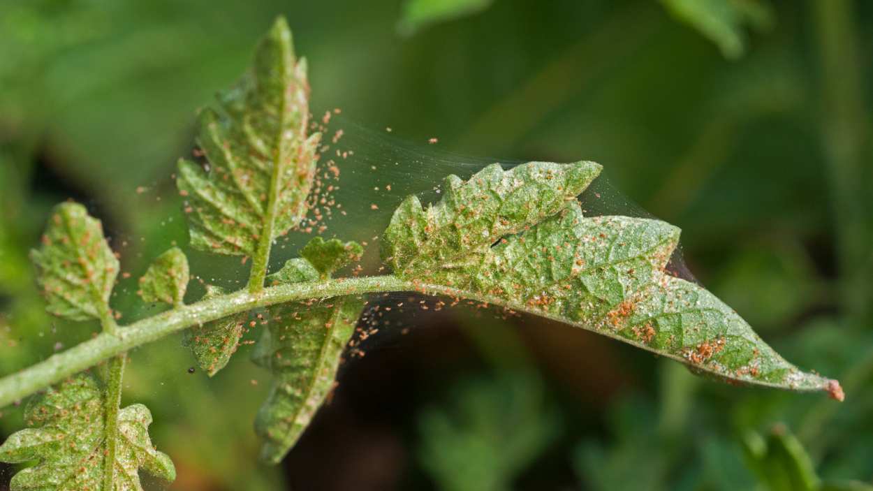 How to get rid of spider mites
