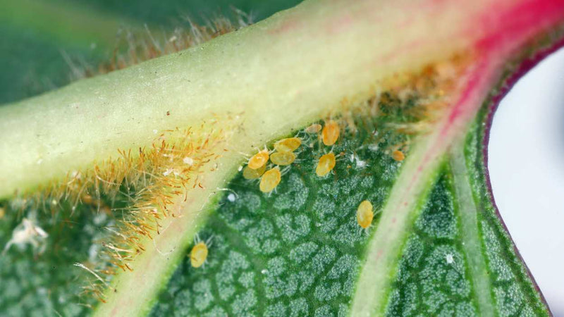 Spider mite webbing beneath pepper leaf