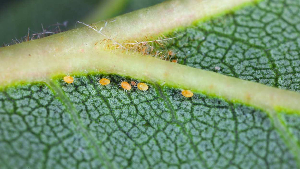 Spider mite stippling and webbing on a plant