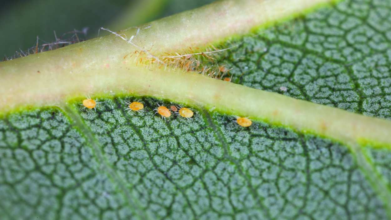 How to get rid of spider mites