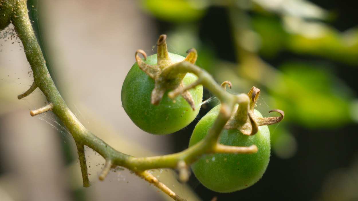 How to get rid of spider mites