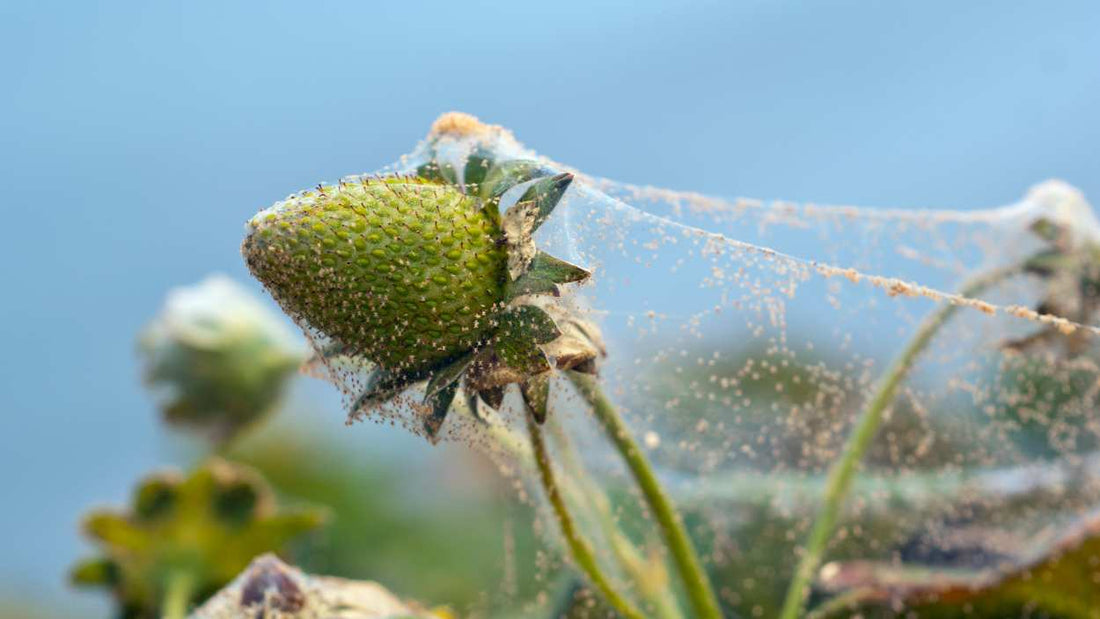 Spider mite stippling and webbing on strawberry leaf